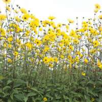 Helianthus microcephalus