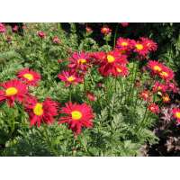 Tanacetum'Robinson's Red'
