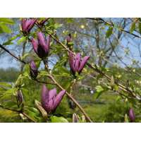 Magnolia'Black Beauty' 