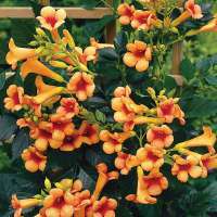 Campsis x taglia buana'Indian Summer' 