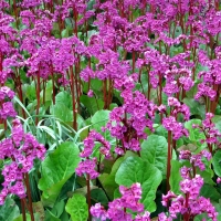 Bergenia'Abentglut'