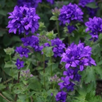 Campanula glomerata'Speciosa'