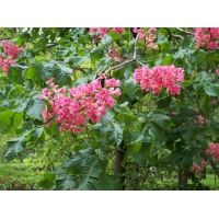 Aesculus carnea'Briotii' 