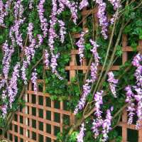 Wisteria frutescens'Amethyst Falls' 