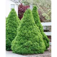 Picea glauca'Perfecta' 