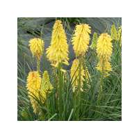 Kniphofia'Poco Citron'