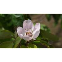 Cydonia oblonga'Vranja' 