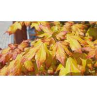 Acer'Minorient' 