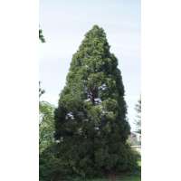 Sequoiadendron giganteum 