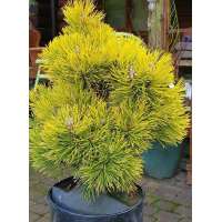 Pinus mugo'Wintersonne' 