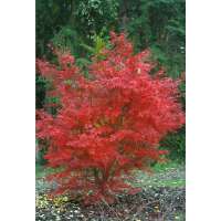 Acer palmatum'Beni-Otake' 