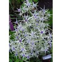 Eryngium variifolium'Miss Marble'
