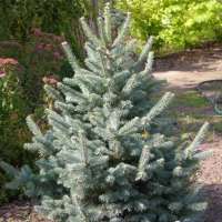 Abies lasiocarpa'Argentea' 