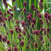 Sanguisorba officinalis'Lum'