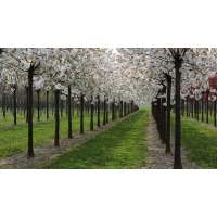 Prunus serrulata'Taihaku' 