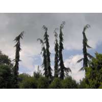 Chamaecyparis lawsoniana'Dik's Weeping' 