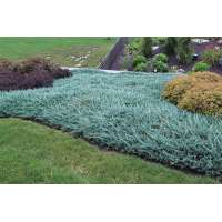 Juniperus horizontalis'Blue Chip' 