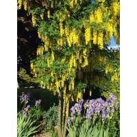 Laburnum alpinum'Pendulum' 