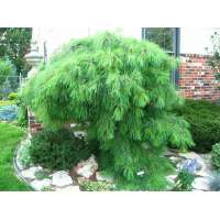 Pinus strobus'Niagara Falls' 