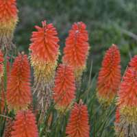 Kniphofia'Backdraft'