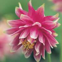 Aquilegia'Nora Barlow' 