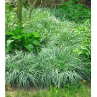 Carex flacca