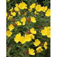 Oenothera fruticose'Fyrverkeri'