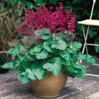 Heuchera brizoides'Pluie de Feu'