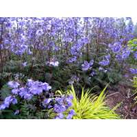 Polemonium yezoense'Purple Rain'