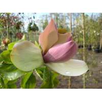 Magnolia brooklyensis'Woodsman' 