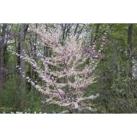 Cercis canadensis'Pauline Lily' 
