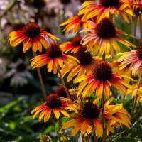 Echinacea'Parrot'
