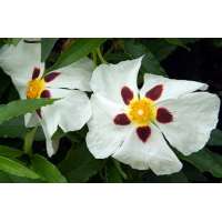 Cistus aguilarii'Maculatus' 