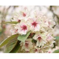 Prunus serrulata'Ukon' 