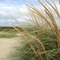 Ammophila breviligulata