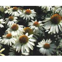 Echinacea purpurea'Avalanche'