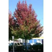 Liquidambar styraciflua'Worplesdon' 