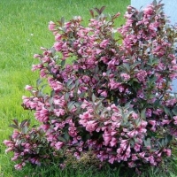 Weigelia florida'Nana Purpurea' 