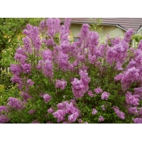 Syringa chinensis'Saugeana' 