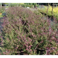 Lonicera nitida'Red Tips' 