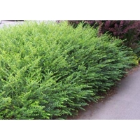 Lonicera nitida'Hohenheimer Findling' 