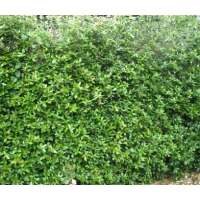 Ilex crenata'Green Hedge' 80-100cm.hoog met kluit 