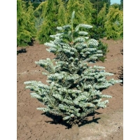 Abies koreana'Silberkugel' 