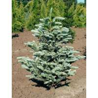 Abies koreana'Silberlocke' 