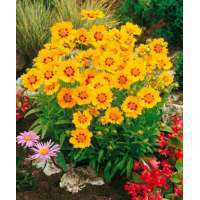 Coreopsis grandiflora'Sonnenkind'