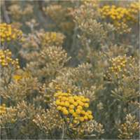Helichrysum italicum'Dwarf Curry'