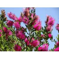 Callistemon viminalis'hot Pink' 