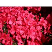 Azalea japonica'Maruschka 