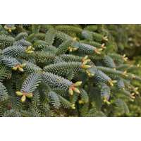 Abies nordmanniana'Kelleriis' 