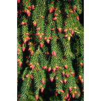 Picea orientalis'Aureospicata' 
